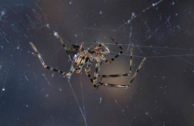 Die Gefleckte Höhlenspinne ist Spinne und Höhlentier des Jahres 2024
