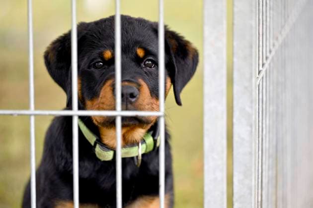 EU-Kommission will strengere Regeln für Tiertransporte und Hunde- Katzenhaltung, Archivbilder