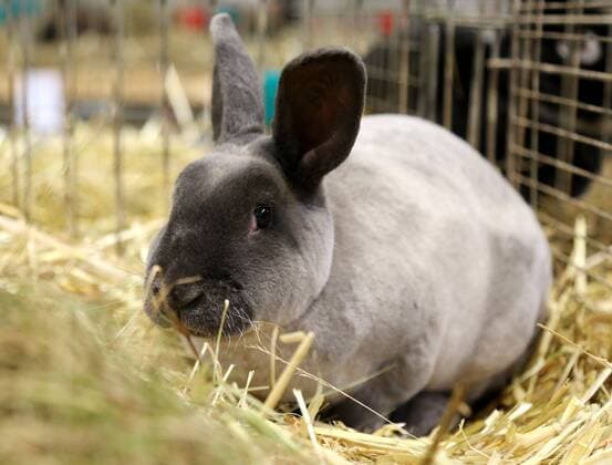 Angora-, Lux- und Marderkaninchen sind Gefährdete Nutztierrassen des Jahres 2024