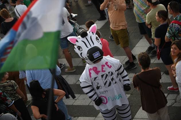 Ungarn, Minister kündigt Untersuchung an: Zebras auf Grundstück von Orbans Familie