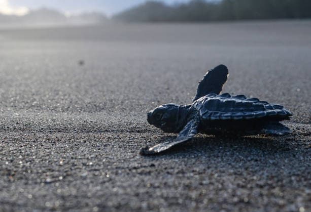 Indonesien, Bajulmati Beach: Freilassung von Oliv-Bastardschildkröten nahe Malang