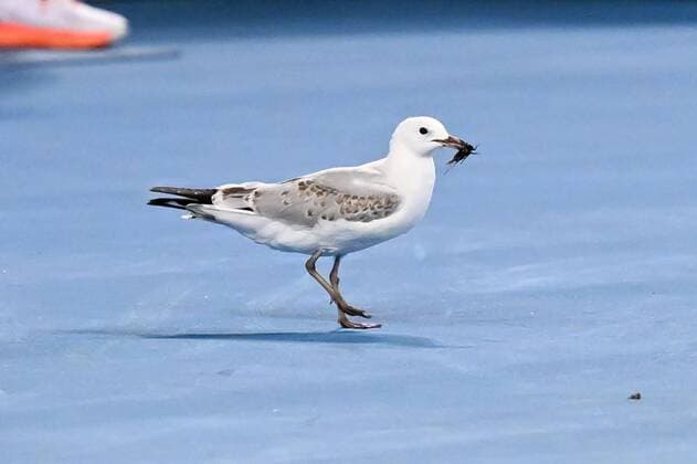 Mandatory Credit: Photo by James Gourley Shutterstock (12765100im) Seagull with a moth in its mouth Australian Open, Day Eight, Tennis, Melbourne Park, Melbourne, Australia - 24 Jan 2022 Australian Open, Day Eight, Tennis, Melbourne Park, Melbourne, Australia - 24 Jan 2022 Copyright: xJamesxGourley Shutterstockx 12765100im