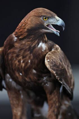 Attila der Eintracht Adler musste daheim bleiben bei den Fans, Fans beim Pubic Viewing, Emotionen von den daheimgebliebenen Fans, Finale Europa League 2022, Waldstadion Frankfurt, Deutsche Bank Park, Emotionen, öffentliche LIVE-Übertragung , Glasgow Rangers - Eintracht Frankfurt , Fussball, UEFA EURO, EM, Europameisterschaft,Fussball League Final, Saison 2021 2022, Finale, 18.05.2021, Finale UEFA-Pokal 2022, Europapokalwettbewerb für Vereinsmannschaften, Europapokalwettbewerb, Europapokal 2022 -