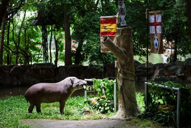 July 12, 2024, Chiang Mai, Thailand: A female Brazilian Tapir named Khao Knong, 21 years and 8 months old, predicted the outcome of the UEFA EURO, EM, Europameisterschaft,Fussball 2024 final match between Spain and England at The Chiang Mai Night Safari in Thailand. The national flags of both teams were hanged on the goalposts, each adorned with jackfruit leaves and various fruits such as bananas and carrots. The result showed that Khao Knong chose to eat the food representing Spain. The organizers of The Chiang Mai Night Safari are using a Brazilian Tapir to attempt to predict if Spain will be the final match winner against England during the UEFA Euro 2024 soccer tournament, which is taking place in Germany. Chiang Mai Thailand - ZUMAs197 0709794514st Copyright: xPongmanatxTasirix