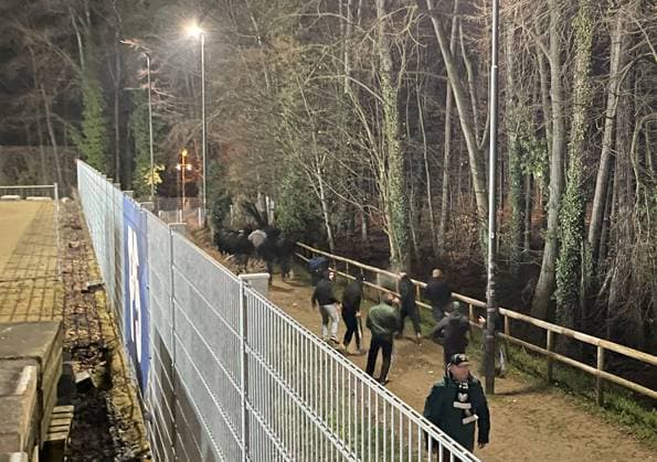 30.11.2024, xfux, Fussball 2.Bundesliga, SV Darmstadt 98 - Preussen Münster, emspor, v.l. Fans bzw. Ultras von Preußen Münster stürmen von den stürmen stuermen nach Spiel von Parkplatz für Gästefans in Richtung des Waldes. Die Polizei kann einen Teil der Fans auf den Parkplatz zurückdrängen. Danach kommt es zu Auseinandersetzung mit der Polizei, welche letztendlich die Fans auf den Parkplatz zurückdrängen kann. Offensichtlich weil ausreichend Polizeikräfte fehlen und aufgrund der Kälte, dürfen die Fans trotz Ausschreitungen ohne Kontrolle die Heimfahrt antreten. Fans stürmen in den Richtung des Waldes Fans, Fan, Fanblock, Stimmung, Schal, Schals, Fahne, Fahnen, Emotion vom SC Preußen Münster Preussen Muenster Gewalt, Randale, Ausschreitungen, Schlaegerrei, Verlezte, Polizei, Fan, Fans, Ultras, Hooligans, BFE, Hunderschaft, Vermummung, Maskierung, Krawall, Fanauschreitungen, Krawalle, Platzsturm, Schlägerei, Security, Sicherheitsdienst (DFL DFB REGULATIONS PROHIBIT ANY USE OF PHOTOGRAPHS as IMAGE SEQUENCES and or QUASI-VIDEO. Eine Lizenzierung des Lichtbildwerkes an und oder durch den SV Darmstadt 1898 e.V. sowie Tochterunternehmen ist nicht gestattet. No release of or sale to SV Darmstadt 1898 e.V.)) Darmstadt