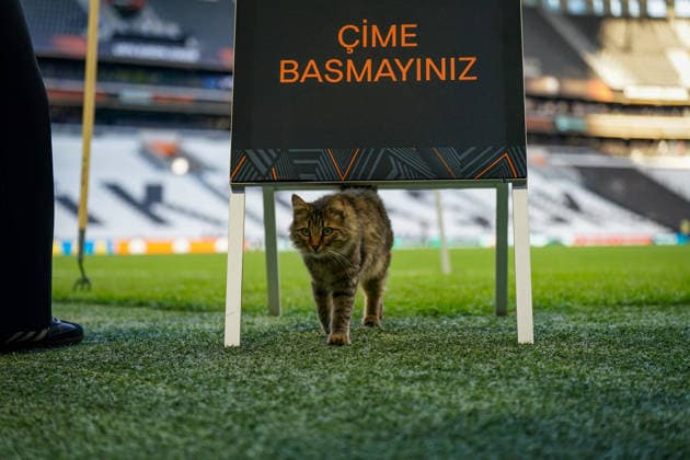 Türkei, Istanbul, Europa: Fussball UEFA Europa League 2025 - 2026, Finale, SC Freiburg vs Aston Villa, Tüpras Stadyumu, Katze auf dem Spielfeld während des Abschlusstrainings des SC Freiburg im Stadion von Besiktas Istanbul. Kuriose und idyllische Momentaufnahme vor dem Europapokal-Finale, Stadionatmosphäre, Rasensport, UEFA, Fussball, Medienmoment, Tier auf dem Rasen, Vorbereitung, Finalstimmung, Sportstätte, Istanbul Final 2026. Copyright: xJOERANxSTEINSIEKx