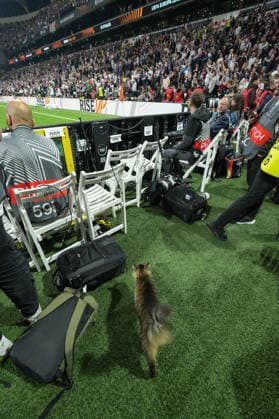 Katze im Innenraum , Türkei, Fussball, UEFA Europa League, Finale, 2025 2026, SC Freiburg vs. Aston Villa, 20.05.2026, TüpraÅü Stadium, BeÅüiktaÅü Park, Istanbul Istanbul TüpraÅü Stadium, BeÅüiktaÅü Par Istanbul Türkei Copyright: xArnexAmbergx