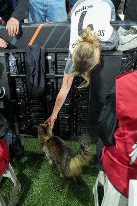 Katze bei den Fans , Türkei, Fussball, UEFA Europa League, Finale, 2025 2026, SC Freiburg vs. Aston Villa, 20.05.2026, TüpraÅü Stadium, BeÅüiktaÅü Park, Istanbul Istanbul TüpraÅü Stadium, BeÅüiktaÅü Par Istanbul Türkei Copyright: xArnexAmbergx