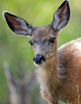 Schwarzwedelhirsch, Maultierhirsch (Odocoileus hemionus), Portraet, USA mule deer, black-tailed deer (Odocoileus hemionus), portrait, USA BLWS133554