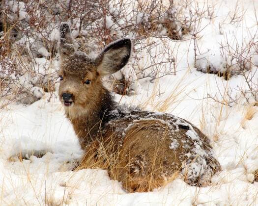 Schwarzwedelhirsch, Maultierhirsch (Odocoileus hemionus), Kitz im Schnee liegend, USA mule deer, black-tailed deer (Odocoileus hemionus), fawn lying in snow, USA BLWS133552