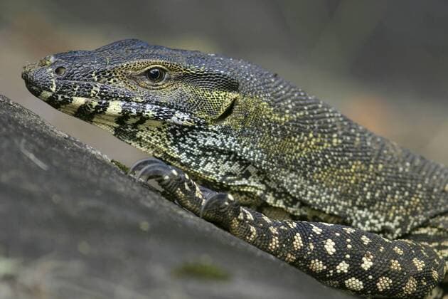 Buntwaran, Bunt-Waran (Varanus varius), Portraet, Australien, Queensland, Eungalla National Park lace monitor, common tree monitor (Varanus varius), portrait, Australia, Queensland, Eungalla National Park BLWS074661