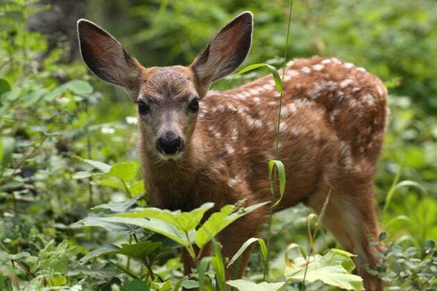 Schwarzwedelhirsch, Maultierhirsch (Odocoileus hemionus), Maultierhirschkitz (weniger als 6 Monate alt), Kanada, Alberta, Waterton Lakes Nationalpark mule deer, black-tailed deer (Odocoileus hemionus), fawn (younger than 6 months), Canada, Alberta, Waterton Lakes National Park BLWS130171