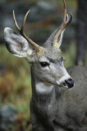 Schwarzwedelhirsch, Maultierhirsch (Odocoileus hemionus), Portrait eines Hirsch, Kanada mule deer, black-tailed deer (Odocoileus hemionus), Portait of buck, Canada BLWS172815