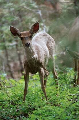 Schwarzwedelhirsch, Maultierhirsch (Odocoileus hemionus), neugieriges Tier im Fruehling, Portrait, USA, Kalifornien, Sequoia NP, Sierra Nevada mule deer, black-tailed deer (Odocoileus hemionus), curious animal in spring, USA, California, Sequoia NP, Sierra Nevada BLW042464
