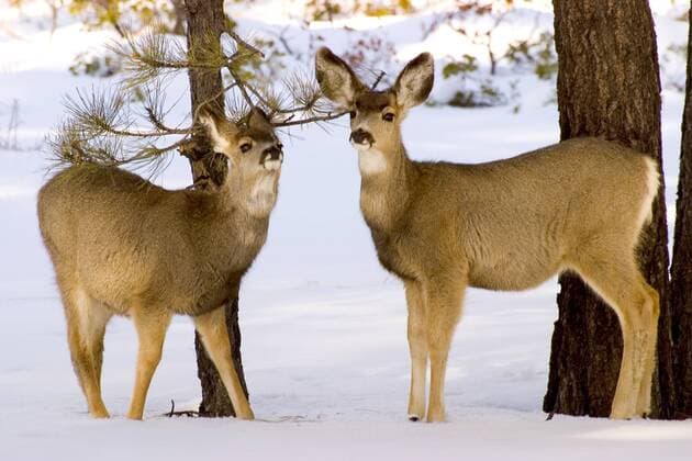 Schwarzwedelhirsch, Maultierhirsch (Odocoileus hemionus), zwei Tiere im Schnee, USA, Utah, Bryce Canyon NP mule deer, black-tailed deer (Odocoileus hemionus), two animals in the snow, USA, Utah, Bryce Canyon NP BLWS015763