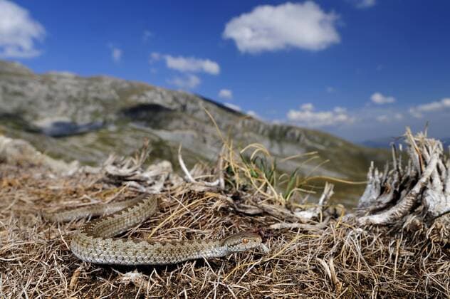 Wiesen-Otter, Wiesenotter, Karst-Otter, Karstotter, Spitzkopf-Otter, Spitzkopfotter (Vipera ursinii), auf Magerrasen vor Bergpanorama, Montenegro, Durmitor Nationalpark meadow viper, Orsini s viper (Vipera ursinii), on a rough meadow in front of mountain panorama, Montenegro, Durmitor National Park BLWS264928