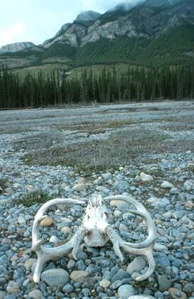 Schwarzwedelhirsch, Maultierhirsch (Odocoileus hemionus), Schaedel auf Kiesbett, Kanada, Alberta, Jasper Nationalpark mule deer, black-tailed deer (Odocoileus hemionus), skull on pebbles, Canada, Alberta BLW035670