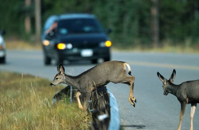 Schwarzwedelhirsch, Maultierhirsch (Odocoileus hemionus), Weibchen ueberqueren Strasse, Kanada, Alberta, Jasper Nationalpark mule deer, black-tailed deer (Odocoileus hemionus), females crossing street, Canada, Alberta BLW035678