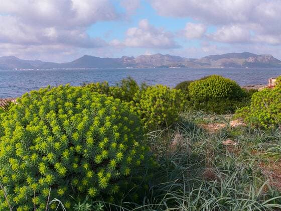 Baumfoermige Wolfsmilch, Baum-Wolfsmilch, Baumwolfsmilch, Baumartige Wolfsmilch (Euphorbia dendroides), bluehend in der Bucht von Alcudia, Spanien, Balearen, Mallorca Woody Spurge (Euphorbia dendroides), blooming in the bay of Alcudia, Spain, Balearen, Majorca, Alcudia BLWS155273