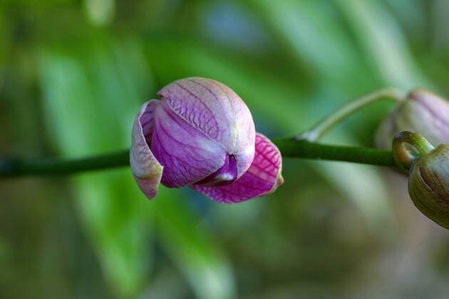 Schmetterlingsorchidee, Schmetterlings-Orchidee, Nachtfalterorchidee, Nachtfalter-Orchidee, Malaienblume, Malayenblume, Phalaenopsis-Orchidee, Phalaenopsis (Phalaenopsis-Hybride), aufbluehend, Bildserie 2 von 6 Moth orchid (Phalaenopsis-Hybride), blooming, series 2 of 6 BLWS010514