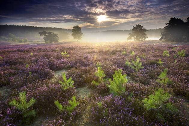Foehre, Waldkiefer, Wald-Kiefer, Gemeine Kiefer (Pinus sylvestris), Kiefernjungwuchs in der bluehenden Heide im Naturreservat Teut am Morgen, Belgien, Limburg, Hoge Kempen Nationalpark Scotch pine, Scots pine (Pinus sylvestris), young pines in blooming heath in de Teut nature reserve in the morning, Belgium, Limburg, Hoge Kempen National Park BLWS328846