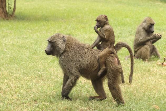 Anubis-Pavian, Anubispavian, Gruener Pavian, Gelber Pavian, Webbipavian, Gelber Babuin (Papio anubis, Papio cynocephalus anubis), Pavianmutter mit Kind, Kenia, Samburu National Reserve yellow baboon, savannah baboon, anubius baboon, olive baboon (Papio anubis, Papio cynocephalus anubis), mother and pup, Kenya, Samburu National Reserve BLWS353721