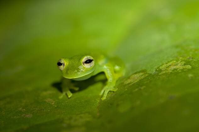 Glasfrosch, Glas-Frosch (Cochranella midas), sitzt auf einem Blatt, Ecuador, Tiputini, Yasuni Nationalpark Glass frog, Glassfrog (Cochranella midas), sitting on a leaf, Ecuador, Tiputini, Yasuni National Park BLWS355912