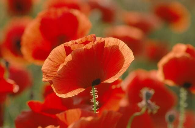 Mohn, Klatschmohn (Papaver rhoeas), Einzelbluete im Gegenlicht in Mohnfeld, Kroatien, Istrien common poppy, corn poppy, red poppy (Papaver rhoeas), single blossom with poppy field behind, back light, Croatia, Istria BLW040506