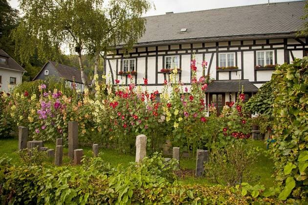 Stockrose, Stockmalve, Halsrose, Brandrose (Alcea rosea, Althaea rosea), Stockrosen vor einem Fachwerkhaus, Deutschland, Rheinland-Pfalz, Niederfischbach holly hock, hollyhock (Alcea rosea, Althaea rosea), holly hocks in front of a timber-framed house, Germany, Rhineland-Palatinate, Niederfischbach BLWS363211