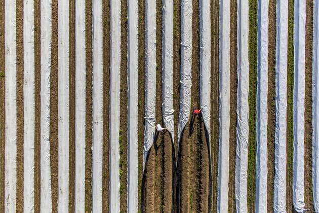 Spargelernte am Niederrhein, Arbeiter decken Spargeldämme mit Folie ab, unter der Folie wächst der Spargel früher und schneller