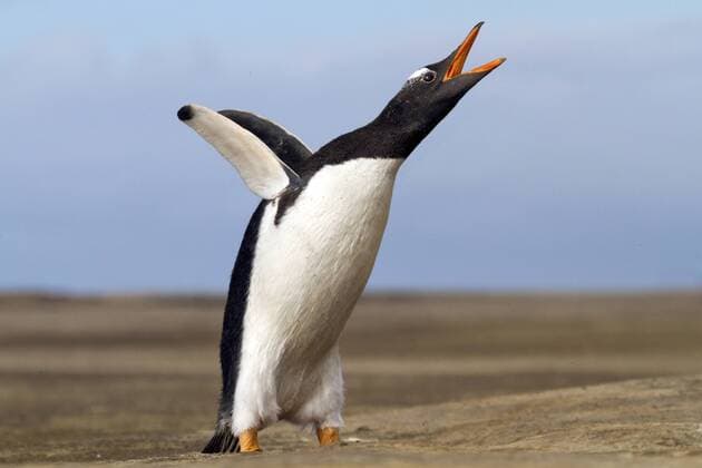 Natur, Tiere, Vögel, Pinguine, Eselspinguin oder Rotschnabelpinguin - Pygoscelis papua Eselpinguin, Esel-Pinguin, Eselspinguin, Esels-Pinguin (Pygoscelis papua), schlaegt mit den Fluegeln und ruft, Antarktis, Falkland-Inseln gentoo penguin (Pygoscelis papua), flapping wings and calling, Antarctica, Falkland Islands BLWS366881