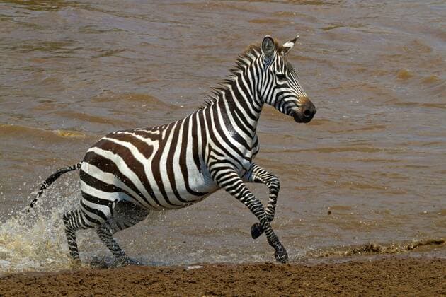 Boehm-Zebra, Boehmzebra, Boehm-Steppenzebra, Boehmsteppenzebra, Boehms Steppenzebra, Grant-Zebra, Grantzebra, Grants Zebra, Grantsteppenzebra, Grant-Steppenzebra, Grants Steppenzebra, Steppenzebra, Steppen-Zebra (Equus quagga boehmi, Equus quagga granti), durchquert den Nakurusee, Kenia, Masai Mara Nationalpark Boehm s zebra, Grant s zebra (Equus quagga boehmi, Equus quagga granti), crossing the Lake Nakuru, Kenya, Masai Mara National Park BLWS366834