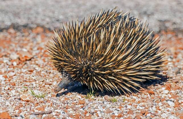 Kurzschnabeligel, Kurzschnabel-Igel, Australien-Kurzschnabeligel, Australienkurzschnabeligel, Kurzschnabel-Ameisenigel, Kurzschnabelameisenigel (Tachyglossus aculeatus), auf steinigem Boden, Australien, Westaustralien, Ningaloo Nationalpark Short-nosed echidna, Short-beaked echidna, Spiny anteater (Tachyglossus aculeatus), on stony ground, Australia, Western Australia, Ningaloo National Park BLWS377285