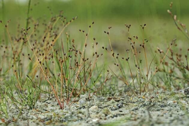Sandbinse, Sand-Binse, Sumpfbinse, Sumpf-Binse, Schlammbinse, Schlamm-Binse, Zwergbinse, Zwerg-Binse (Juncus tenageia), bluehend, Deutschland Sand rush (Juncus tenageia), blooming, Germany BLWS389578