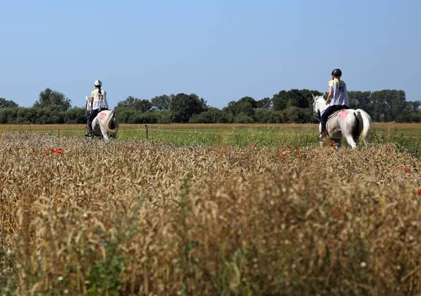 01.08.2015, Neustadt (Dosse), Brandenburg, GER - Pferde und Reiter beim Distanzritt auf der Strecke. Distanzritt Neustadt (Dosse). (Freizeit, Freizeitreiter, Freizeitsport, Pferde, Pferdesport, reiten, Reiter, Reitsport, Sport, Tiere, ausreiten, Ausritt, bewegen, Bewegung, entspannen, Entspannung, erholen, Erholung, Natur, Reitpferde, Unternehmung, Distanzreiten, Distanzritt, Endurance, Orientierungsritt, Orientierungsreiten, Wanderreiten, Wanderritt, Breitensport, Amateure, Amateursport, Ausdauer, Weg, Rueckansicht, Feld, Feldweg, Rückansicht) 440D010815NEUSTADT_DISTANZ.JPG GALOPP