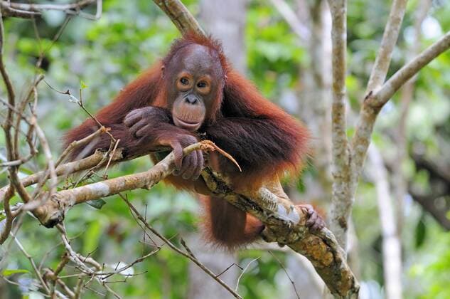 Borneo Orang-Utan, Borneo-Orang-Utan, Borneo Orang Utan (Pongo pygmaeus pygmaeus), Jungtier, Indonesien, Borneo, Tanjung Puting Nationalpark Bornean orangutan (Pongo pygmaeus pygmaeus), baby, Indonesia, Borneo, Tanjung Puting National Park BLWS171327