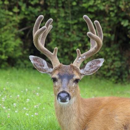 Schwarzwedelhirsch, Maultierhirsch (Odocoileus hemionus), Portraet eines Maennchens, Kanada, British Columbia, Vancouver Island mule deer, black-tailed deer (Odocoileus hemionus), portrait of a male, Canada, British Columbia, Vancouver Island BLWS404154