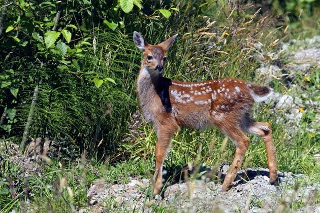 Schwarzwedelhirsch, Maultierhirsch (Odocoileus hemionus), Jungtier, Kanada, British Columbia, Vancouver Island mule deer, black-tailed deer (Odocoileus hemionus), fawn, Canada, British Columbia, Vancouver Island BLWS404152