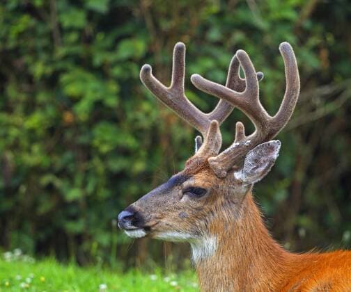 Schwarzwedelhirsch, Maultierhirsch (Odocoileus hemionus), Portraet eines Maennchens, Kanada, British Columbia, Vancouver Island mule deer, black-tailed deer (Odocoileus hemionus), portrait of a male, Canada, British Columbia, Vancouver Island BLWS404153