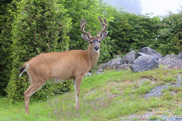 Schwarzwedelhirsch, Maultierhirsch (Odocoileus hemionus), Maennchen steht am Waldrand, Kanada, British Columbia, Vancouver Island mule deer, black-tailed deer (Odocoileus hemionus), male stands at forest edge, Canada, British Columbia, Vancouver Island BLWS404155
