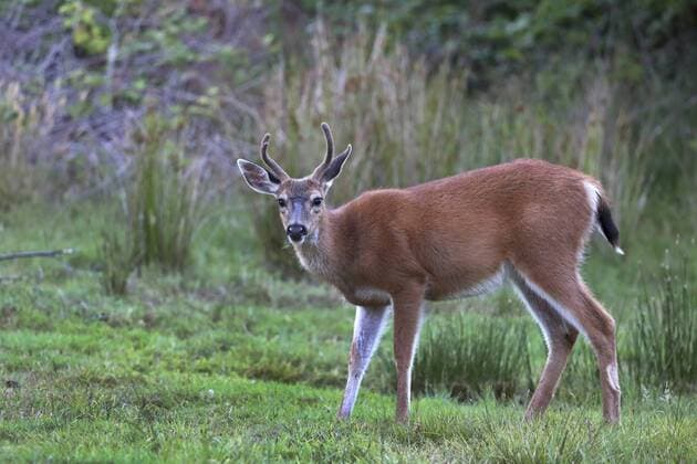 Schwarzwedelhirsch, Maultierhirsch (Odocoileus hemionus), Maennchen steht auf einer Wiese, Kanada, British Columbia, Vancouver Island mule deer, black-tailed deer (Odocoileus hemionus), male stands in a meadow, Canada, British Columbia, Vancouver Island BLWS404156