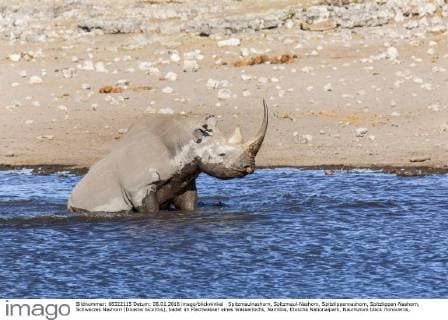 Spitzmaulnashorn, Spitzmaul-Nashorn, Spitzlippennashorn, Spitzlippen-Nashorn, Schwarzes Nashorn (Diceros bicornis), badet im Flachwasser eines Wasserlochs, Namibia, Etoscha Nationalpark, Naumutoni black rhinoceros, hooked-lipped rhinoceros, browse rhinoceros (Diceros bicornis), bathing in shallow water of a water hole, Namibia, Etosha National Park, Naumutoni BLWS413619 Copyright: xblickwinkel artifantx