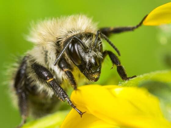 Ackerhummel, Acker-Hummel, Feldhummel, Feld-Hummel (Bombus pascuorum, Bombus agrorum), Ackerhummel-Arbeiterin bei der Nahrungsaufnahme an Gemeinem Hornklee (Lotus corniculatus), Deutschland carder bee, common carder bee (Bombus pascuorum, Bombus agrorum), Common Carder Bee worker foraging on Bird s-foot Trefoil (Lotus corniculatus), Germany BLWS420679 Copyright: xblickwinkel R.xGuenterx