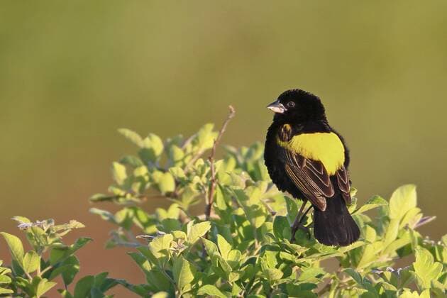 Samtwida, Samt-Wida, Samt-Weber, Samtweber (Euplectes capensis), Maennchen sitzt auf einem Busch, Suedafrika, Westkap, Bontebok Nationalpark Yellow-rumped bishop (Euplectes capensis), male sits on a bush, South Africa, Western Cape, Bontebok National Park BLWS421281 Copyright: xblickwinkel M.xWoikex
