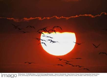 Kranich, Graukranich, Grau-Kranich, Grauer Kranich, Eurasischer Kranich (Grus grus), Kranichzug bei Sonnenuntergang, Deutschland, Mecklenburg-Vorpommern, Zingst Common crane, Eurasian Crane (Grus grus), crane migration at sunset, Germany, Mecklenburg-Western Pomerania, Zingst BLWS425523 Copyright: xblickwinkel N.xDautelx