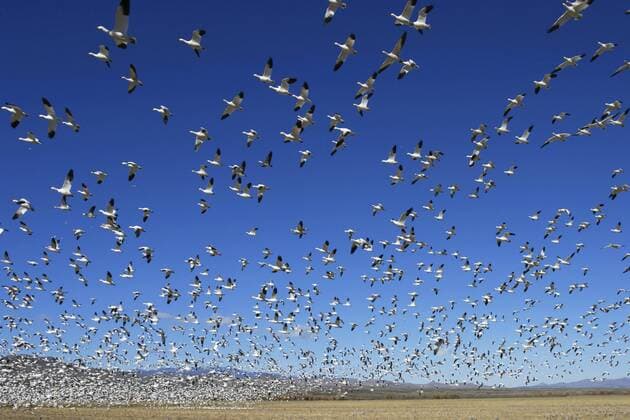Schneegans, Schnee-Gans (Anser caerulescens, Chen caerulescens), riesiger fiegender Schwarm, USA, New Mexico, Bosque del Apache Wildlife Refuge snow goose (Anser caerulescens, Chen caerulescens), huge flying flock, USA, New Mexico, Bosque del Apache Wildlife Refuge BLWS429908 Copyright: xblickwinkel McPHOTO M.xPrestix