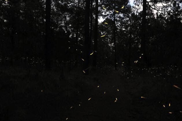 Thousands of fireflies come out to mate in the forests of Ejido Miguel Lira y Ortega, in Nanacamilpa in Tlaxcala, Mexico, on 12 July 2016. Every year during the months of July, August and September, these bioluminescent insects, a species endemic to the region, reaching the high forests of Tlaxcala to reproduce when the sun goes. Organizations in defense of animal protection, have stated that excessive tourism in the Sanctuary of the Fireflies, affects the habitat of the species, which has led to a decline in its population. EFE Hugo Ortuno TOURISM IN THE SANTUARIO DE LAS LUCIÉRNAGAS DECREASED THE POPULATION OF THE SPECIE !ACHTUNG: NUR REDAKTIONELLE NUTZUNG! MEX01 20160713-636039867153502500