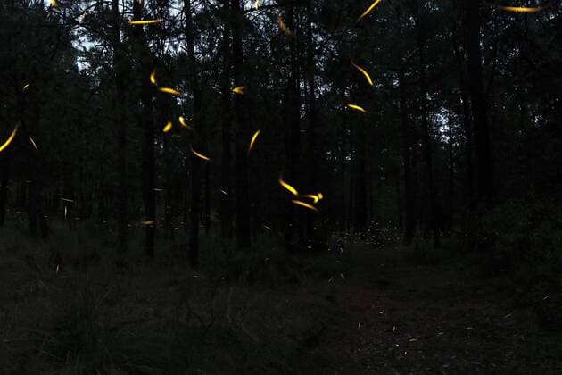 Thousands of fireflies come out to mate in the forests of Ejido Miguel Lira y Ortega, in Nanacamilpa in Tlaxcala, Mexico, on 12 July 2016. Every year during the months of July, August and September, these bioluminescent insects, a species endemic to the region, reaching the high forests of Tlaxcala to reproduce when the sun goes. Organizations in defense of animal protection, have stated that excessive tourism in the Sanctuary of the Fireflies, affects the habitat of the species, which has led to a decline in its population. EFE Hugo Ortuno TOURISM IN THE SANTUARIO DE LAS LUCIÉRNAGAS DECREASED THE POPULATION OF THE SPECIE !ACHTUNG: NUR REDAKTIONELLE NUTZUNG! MEX01 20160713-636039867189537576