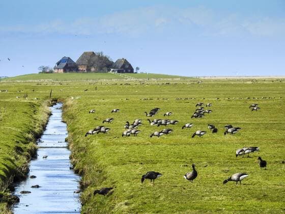 Ringelgans, Ringel-Gans (Branta bernicla), fressender Vogelschwarm auf Hallig Hooge, Deutschland, Schleswig-Holstein, Hallig Hooge, Backenswarft brent goose (Branta bernicla), eating flock on Hallig Hooge, Germany, Schleswig-Holstein, Hallig Hooge, Backenswarft BLWS432544 Copyright: xblickwinkel H.xBaesemannx