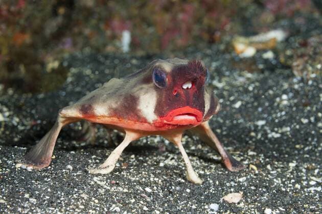 Rotlippen-Fledermausfisch, Ogcocephalus darwini, Cabo Douglas, Fernandina Island, Galapagos, Ecuador Red-lipped Batfish, Ogcocephalus darwini, Cabo Douglas, Fernandina Island, Galapagos, Ecuador Rotlippen-Fledermausfisch, Galapagos, Ecuador
